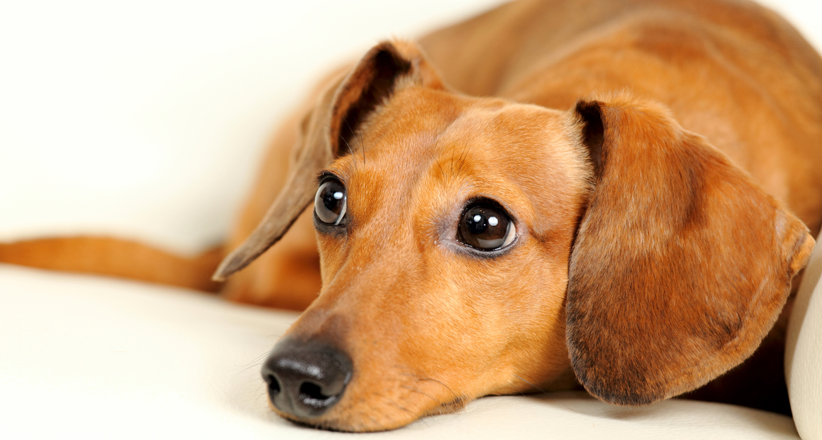 Вчені довели, що собаки вдають нещасних, коли роблять жалісливу морду