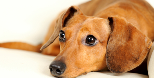 Ученые доказали, что собаки притворяются, когда делают жалостливую морду