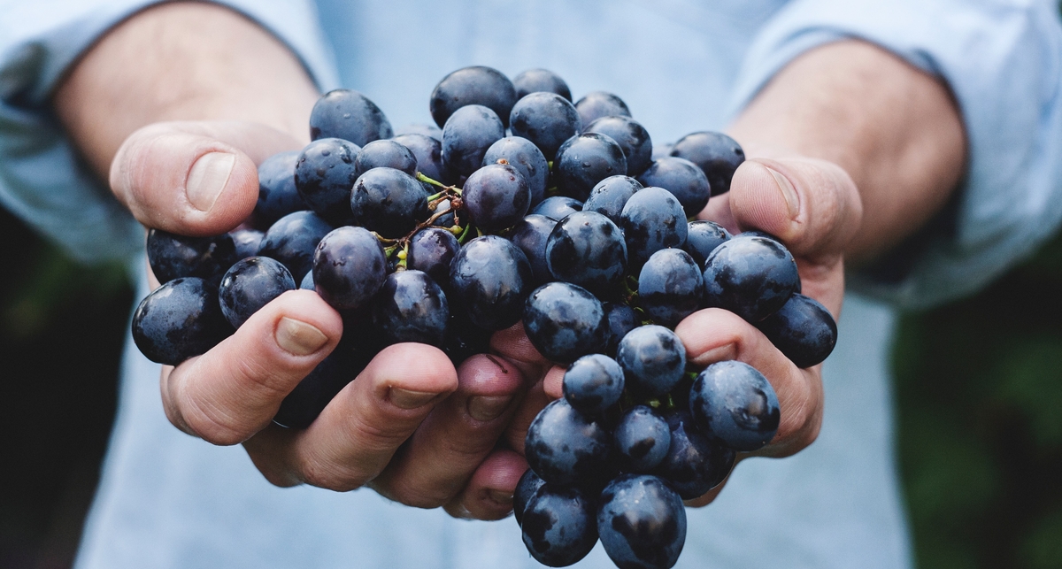 Гроздь здоровья: 4 полезных свойства винограда