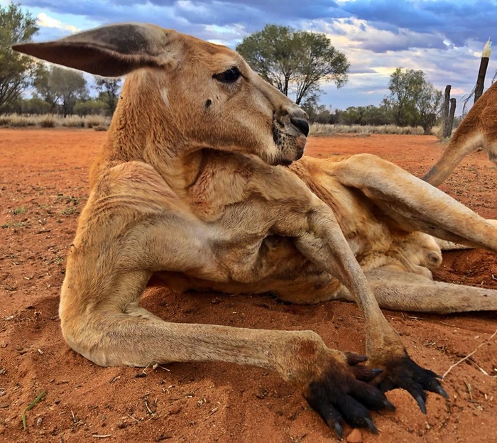 В Австралии кенгуру больше, чем людей