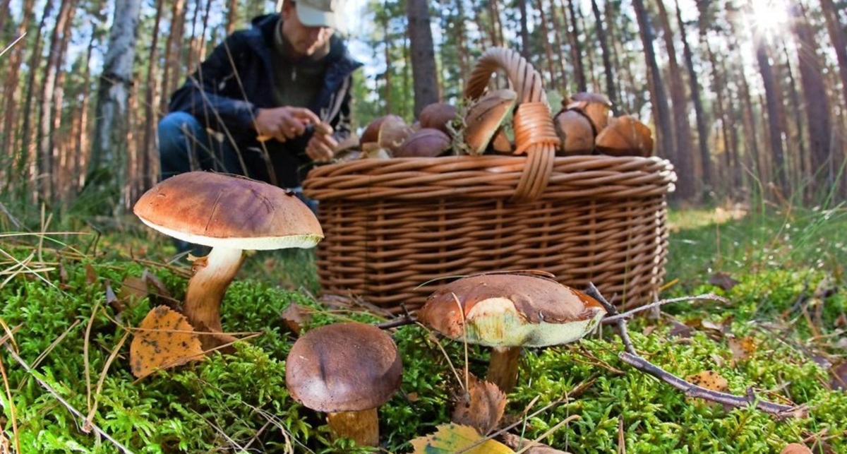 Тихая охота: как правильно собирать грибы и отличать съедобные?