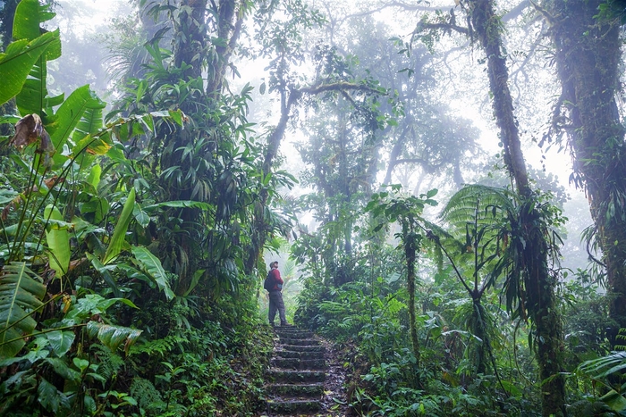 Будь осторожен: в лесах Коста-Рики можешь встретить шимпанзе