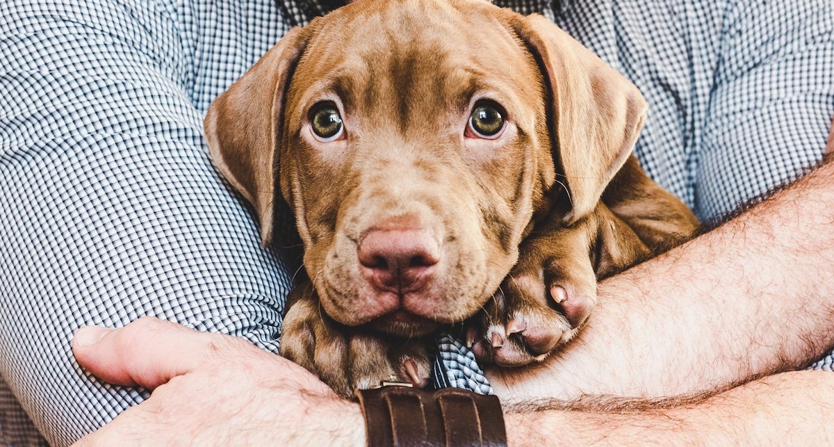 Советы собачникам: как вести себя со щенком в первые дни его жизни в доме