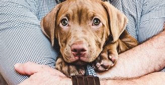 Советы собачникам: как вести себя со щенком в первые дни его жизни в доме