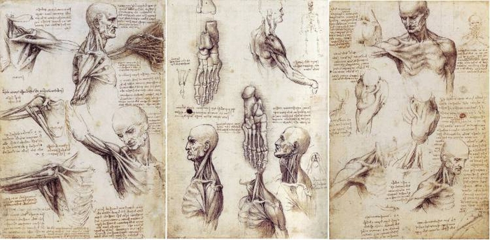 Леонардо тщательно изучал строение тела человека