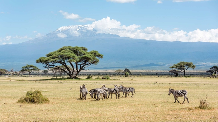 На сафари в Кении можно устроить и фотоохоту