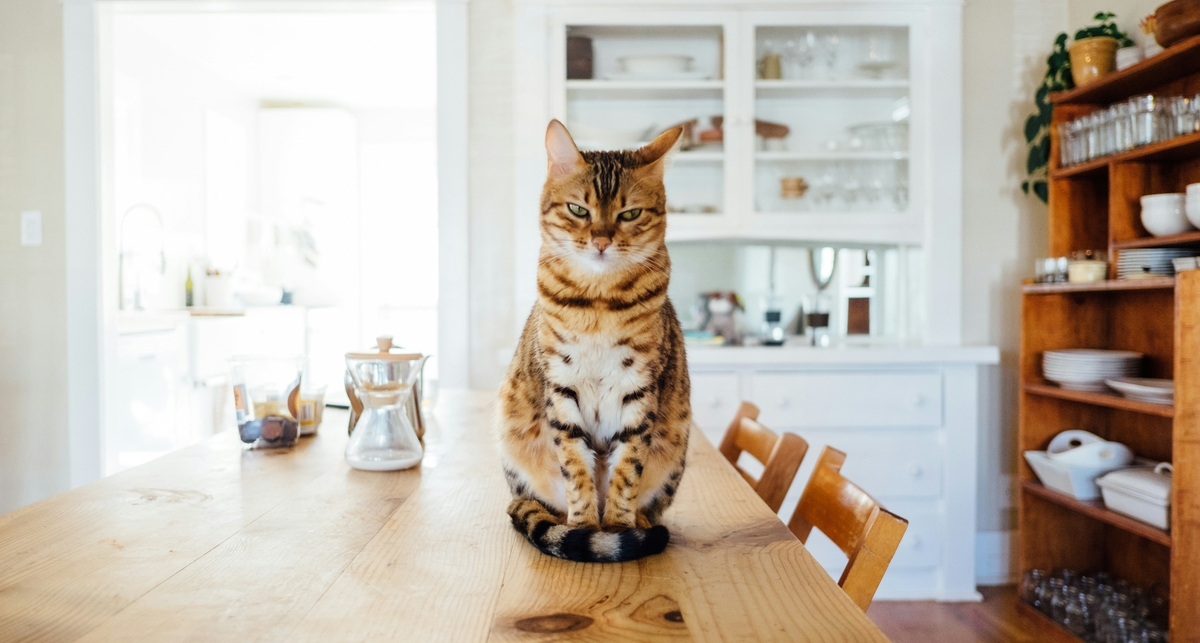 5 порад щодо правильного годування кота