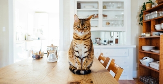 5 советов по правильному кормлению кота