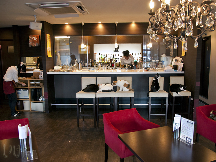 Напиться до инфаркта: самые странные кофейни планеты