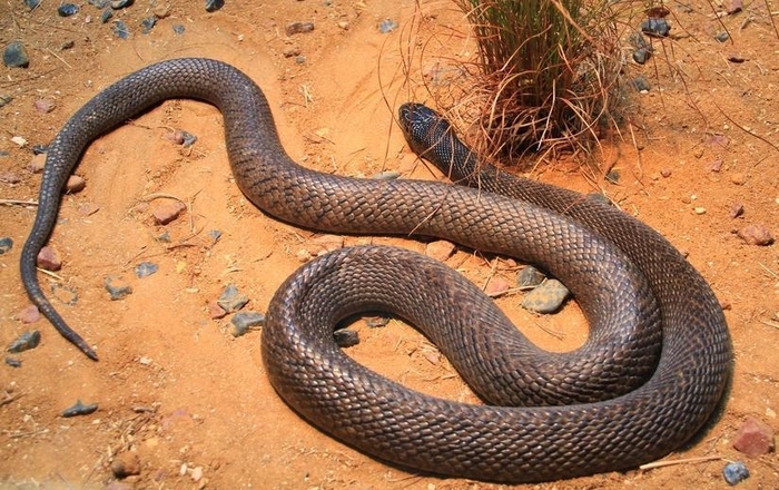 Хуже, чем теща: самые ядовитые змеи на планете
