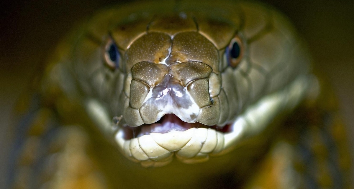 Хуже, чем теща: самые ядовитые змеи на планете