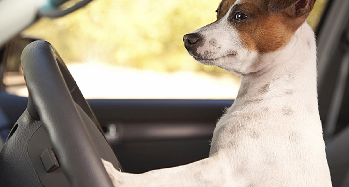 Собака позвала хозяйку на помощь, нажав на клаксон