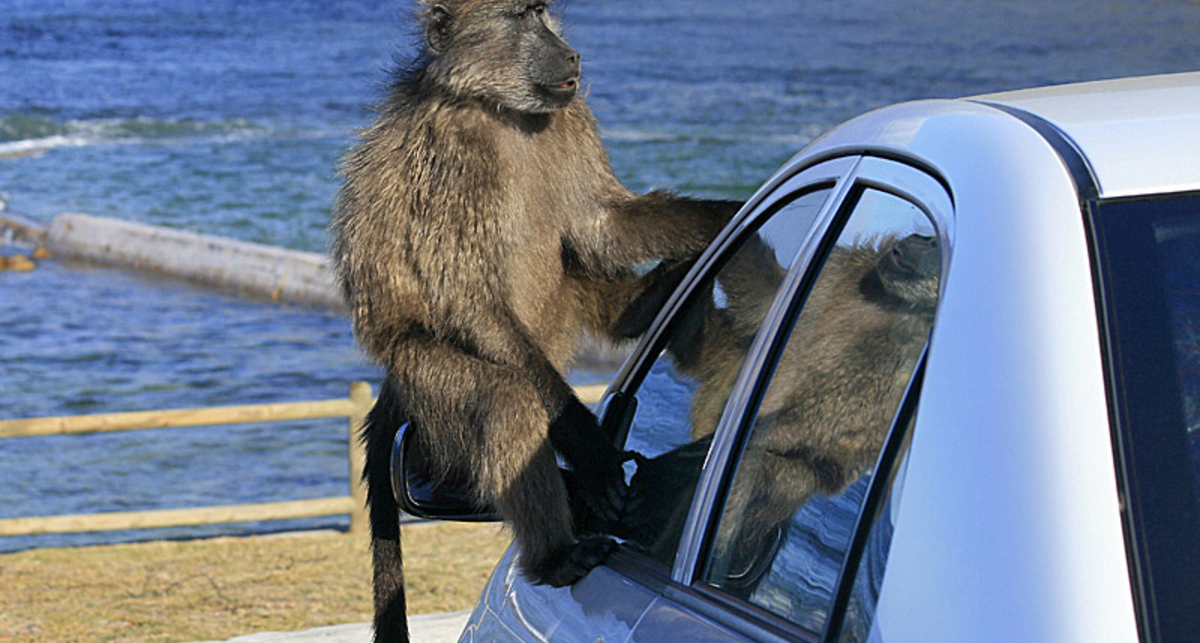 Звук центрального замка поддался бабуинам