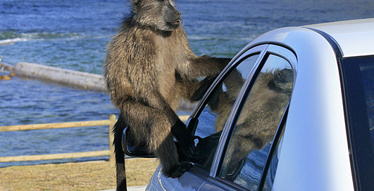 Звук центрального замка поддался бабуинам