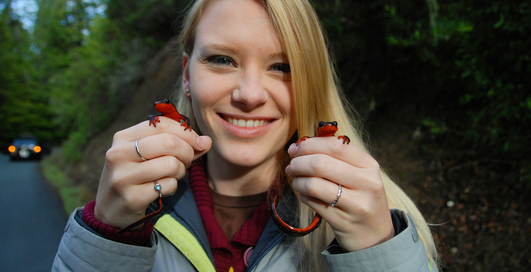 Немцы потратят ?50 миллионов на дорогу для тритонов