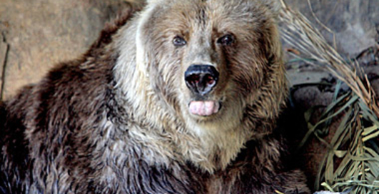 Дикий случай - медведь угнал автомобиль