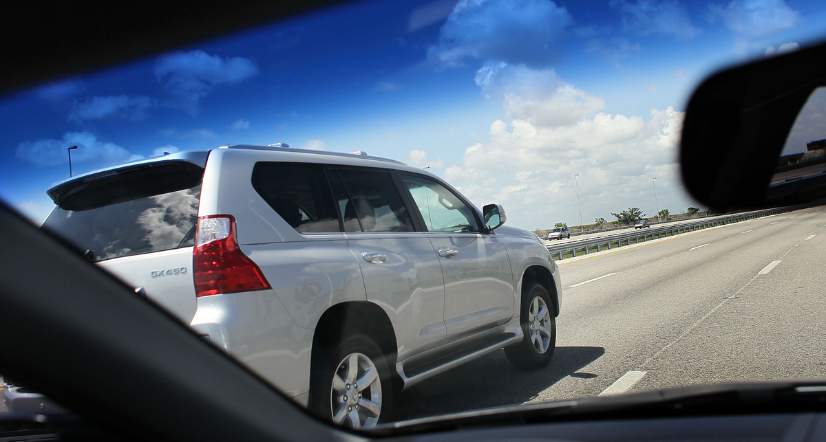 Миллиарды насекомых гибнут из-за автомобилей