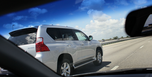 Миллиарды насекомых гибнут из-за автомобилей