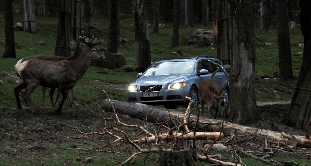 Пьяные лоси бросаются под колеса российских автомобилистов