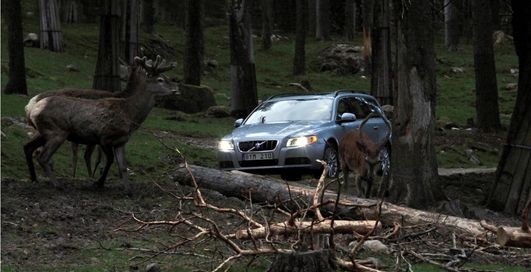 Пьяные лоси бросаются под колеса российских автомобилистов