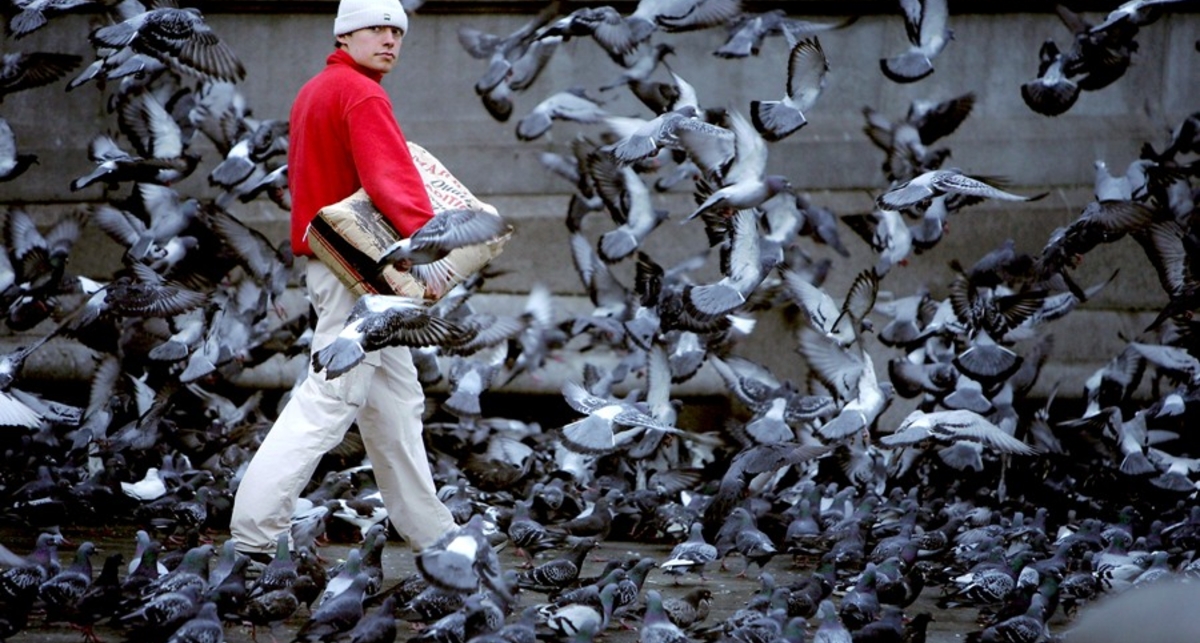 Птицы убивают автомобильную эмаль