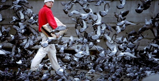 Птицы убивают автомобильную эмаль