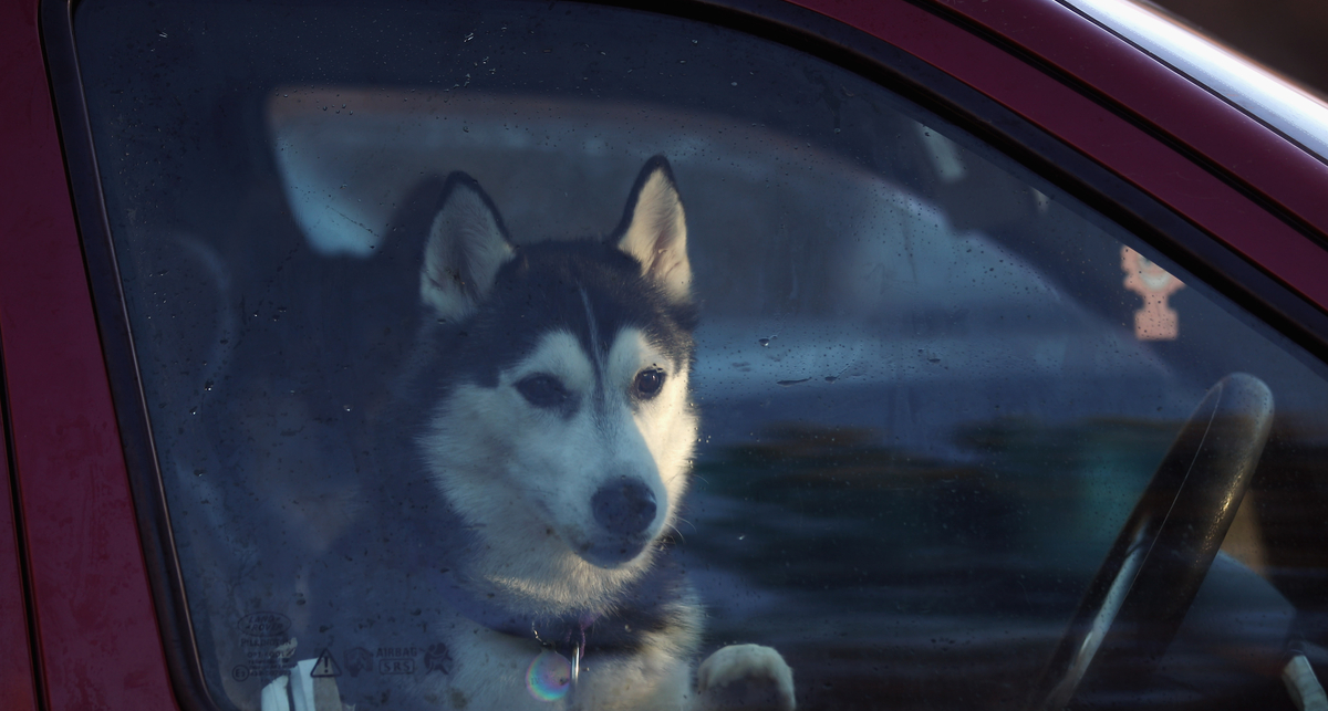 Собака в салоне может отправить водителя на тот свет