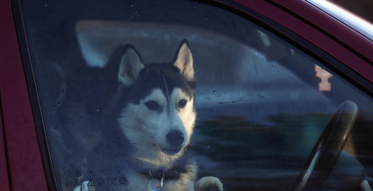 Собака в салоне может отправить водителя на тот свет