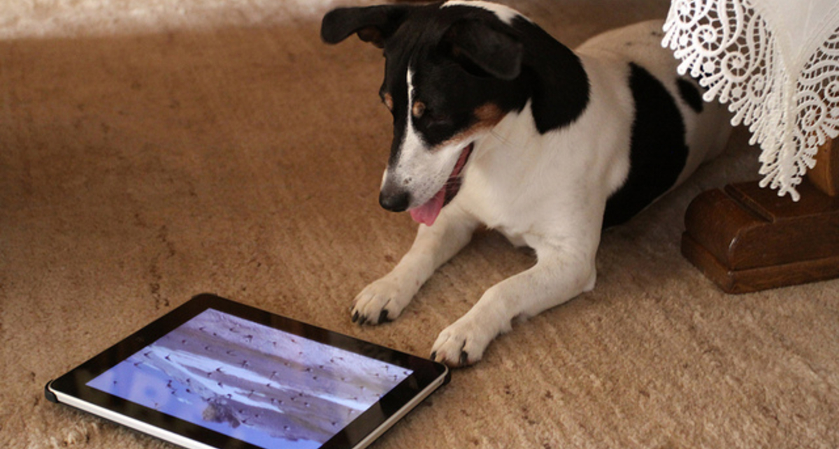 Продажи планшетов ожидаются на уровне 20 млн