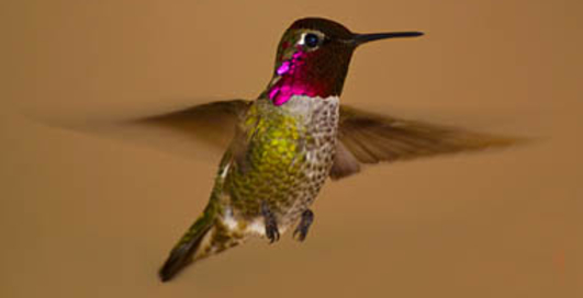 Робот-колибри  проводит точную съемку