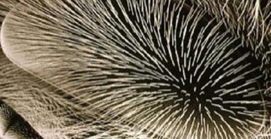 Немецкие ученые создали робота с пчелиным зрением