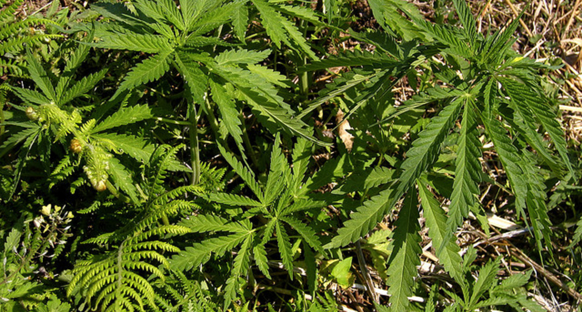 Основатель Facebook финансирует легализацию марихуаны