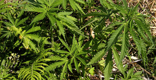 Основатель Facebook финансирует легализацию марихуаны