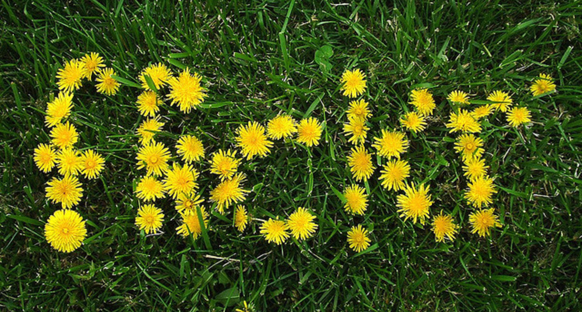 Пользователи Flickr чаще фотографируют с помощью iPhone 4