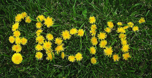 Пользователи Flickr чаще фотографируют с помощью iPhone 4