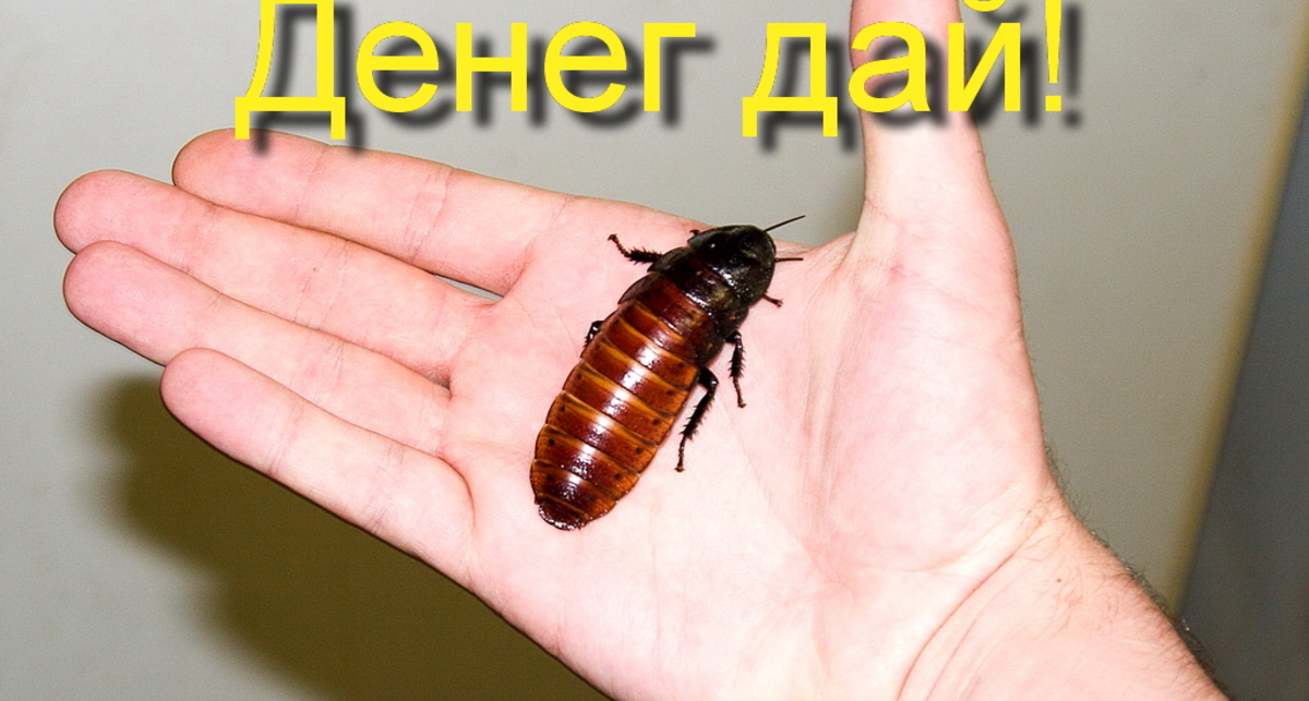 В третьем квартале 2011 года трояны установили рекорд