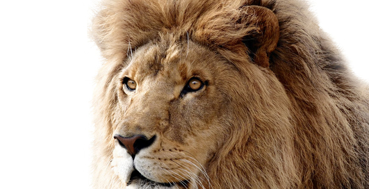 Apple подготовил пользователей для встречи со "Львом"