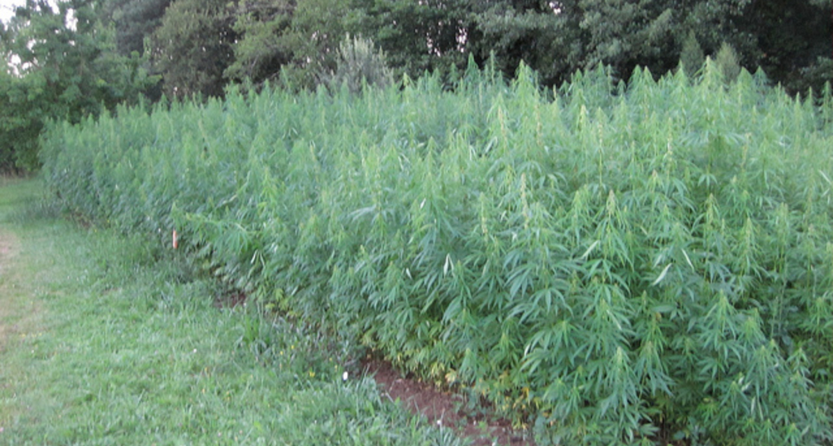 В России хотят создать карту наркопосевов для iPhone