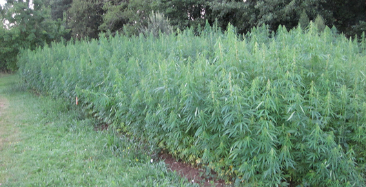 В России хотят создать карту наркопосевов для iPhone