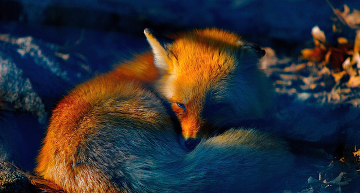 Браузер Firefox может лишиться финансирования