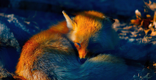 Браузер Firefox может лишиться финансирования