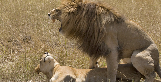 Секс: как это бывает у животных