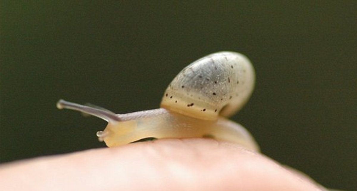 Ставки уже не растут