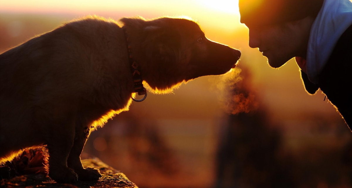 Чему бизнесменам следует учиться у собак