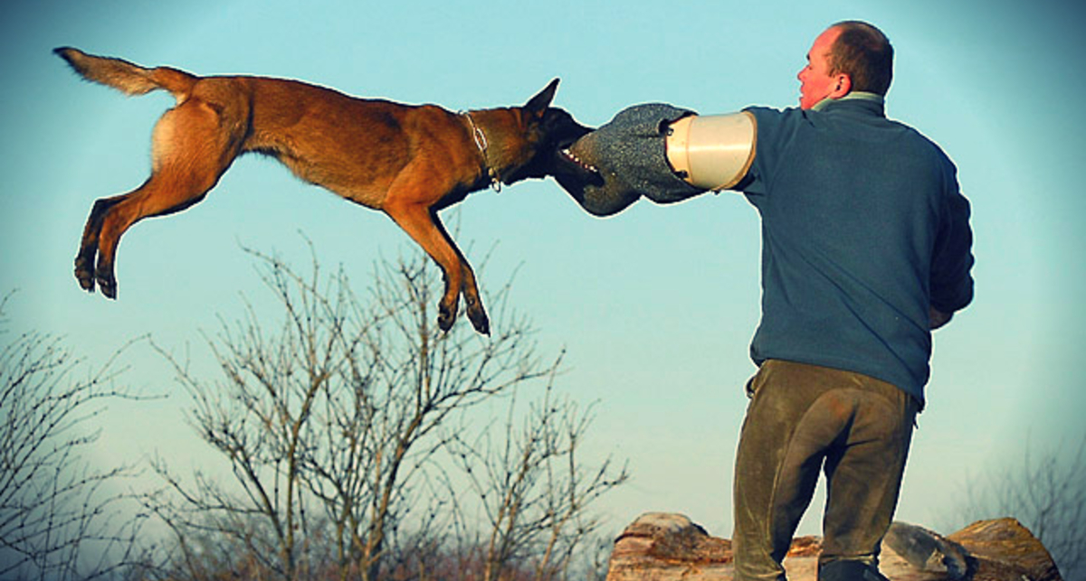 Дарвин Light: опасный выпуск (видео)