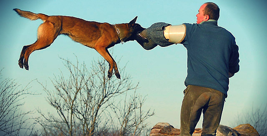 Дарвин Light: опасный выпуск (видео)