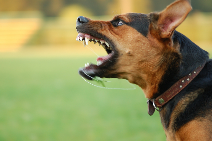 Как защитить себя от нападающей собаки
