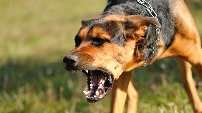 Как защитить себя от нападающей собаки
