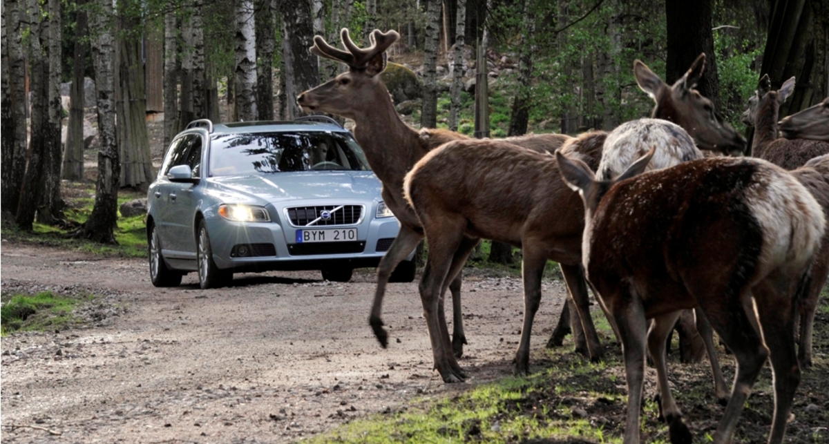 Volvo перестанет сбивать оленей (фото)