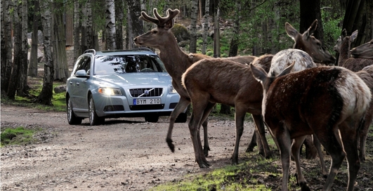 Volvo перестанет сбивать оленей (фото)